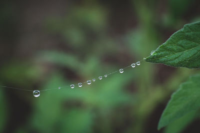 Close-up of water drops on leaf