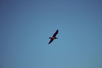 Low angle view of bird flying in sky