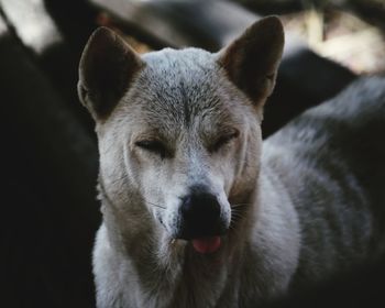 Close-up portrait of dog