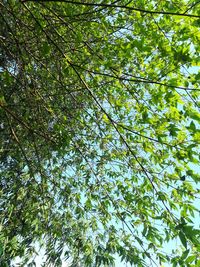 Low angle view of tree against sky