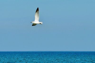 Seagull flying over sea against clear sky