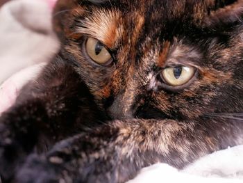 Close-up portrait of a cat