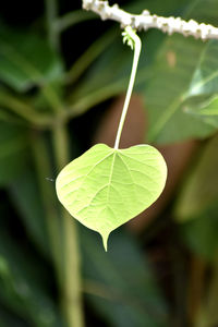 Close-up of green leaves