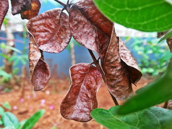 Close-up of leaves on tree