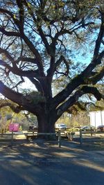 Trees in park by city against sky