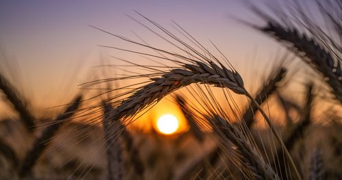 Close-up of wheat growing on field at sunset