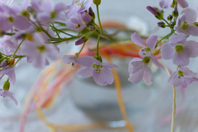 Close-up of pink flowering plant