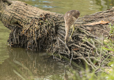 View of bird in lake