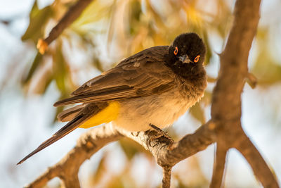 Close-up of bird perching on branch