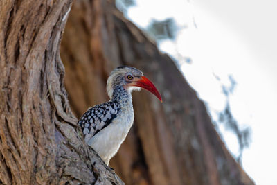 Close-up of a bird perching on tree trunk