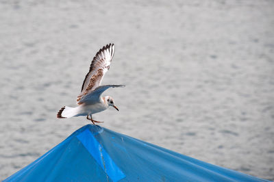 Close up of bird