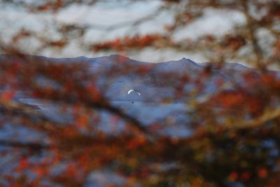 Low angle view of bird flying