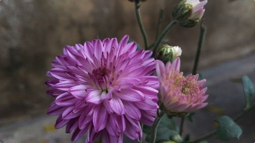 Close-up of pink flowering plant