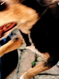 Close-up of a dog