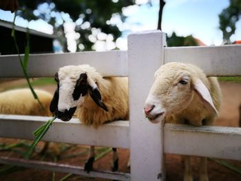 Close-up of sheep with heads out of pen