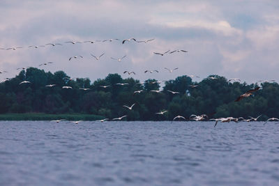 Birds flying over lake against sky