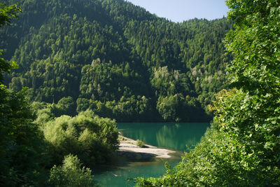 Scenic view of lake in forest