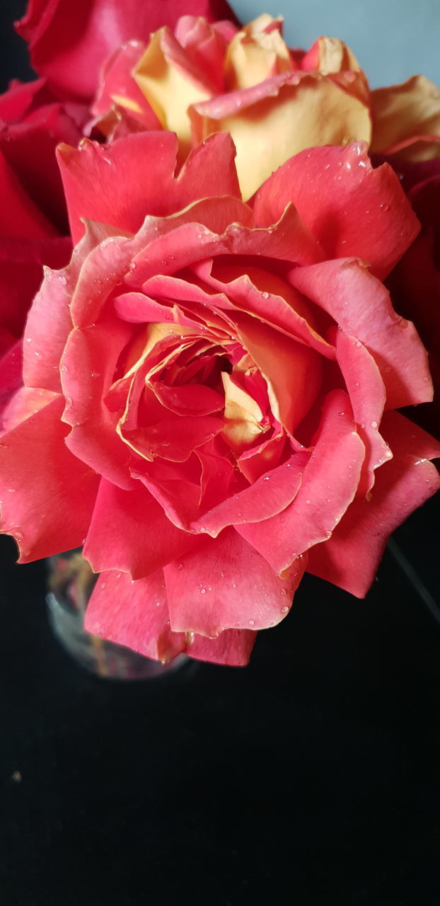 CLOSE-UP OF PINK ROSES