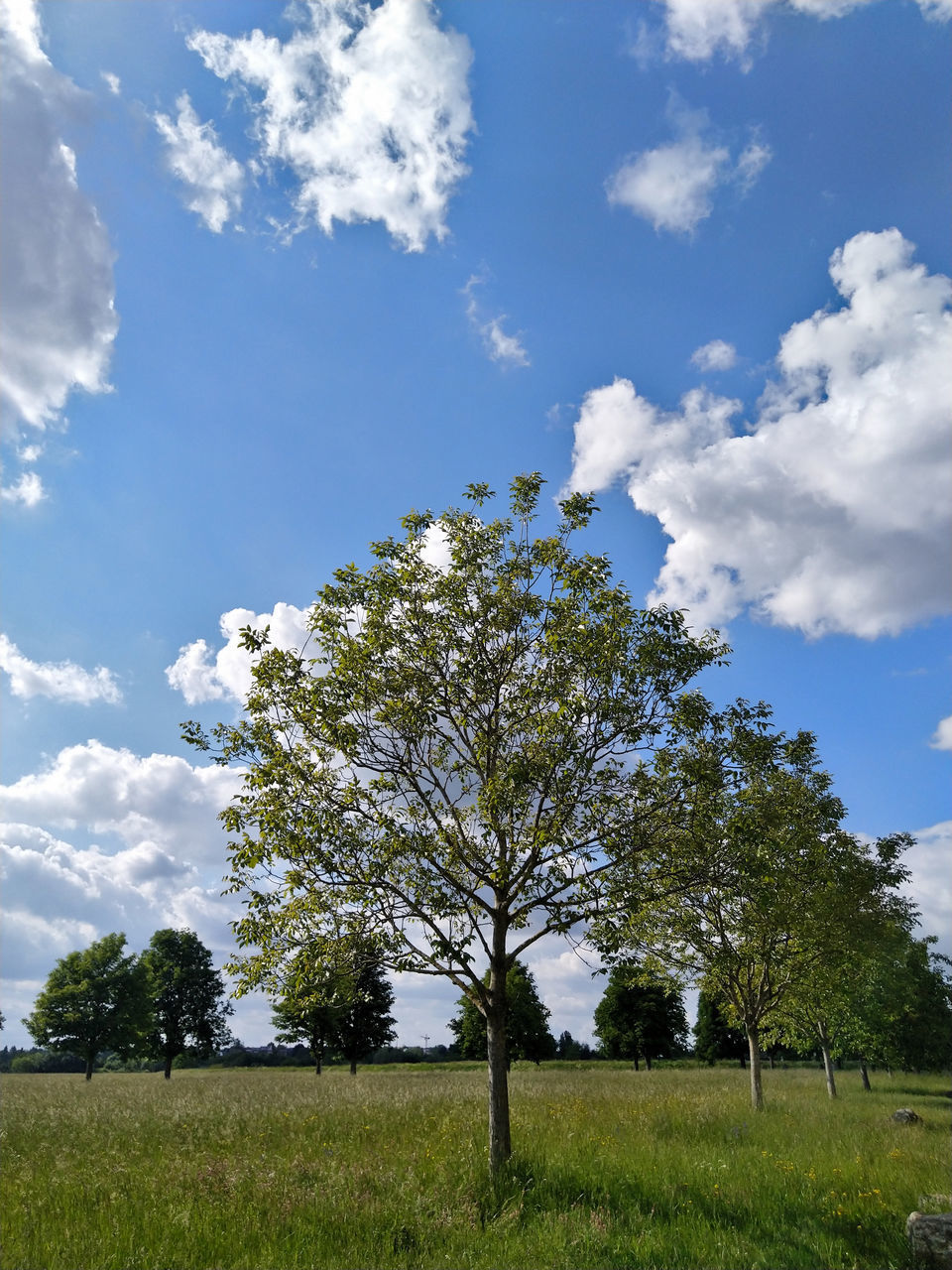 TREE BY FIELD AGAINST SKY