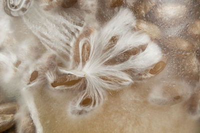 close-up