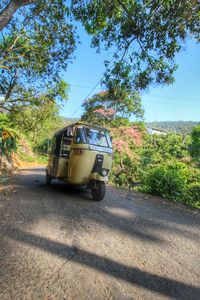 Vintage car on tree