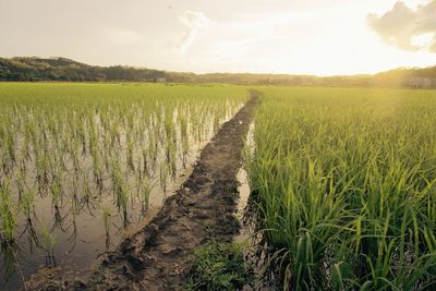 Rice field under sunset