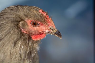 Close-up of a bird looking away