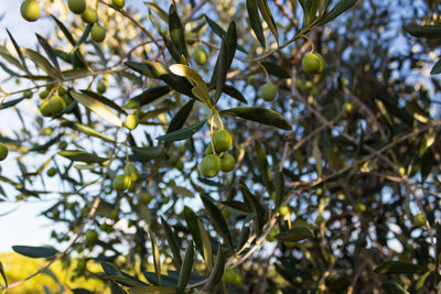 Low angle view of fruits growing on tree