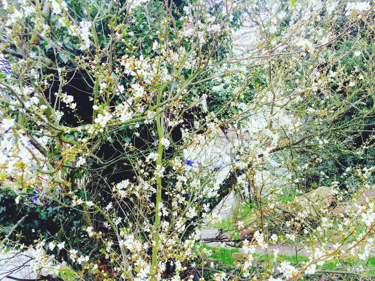 LOW ANGLE VIEW OF PLANTS GROWING ON TREE