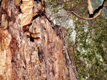 Close-up of lizard on tree trunk