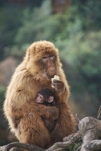 Monkey with his calf on his lap eating bread. colors of nature