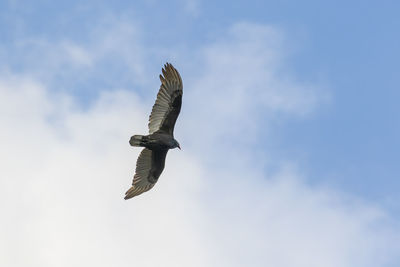 Low angle view of eagle flying in sky