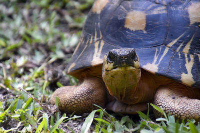 Close-up of turtle on field