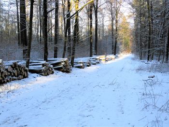 Snow covered bare trees in forest