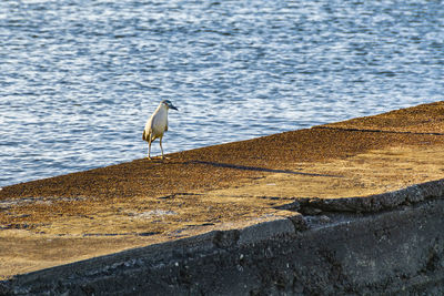 Seagull perching on rock by sea