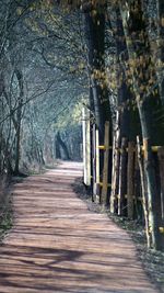 Footpath amidst trees in forest
