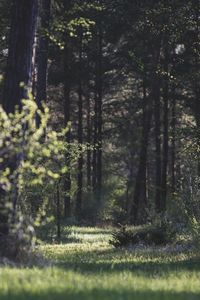 Trees in forest