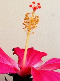 Close-up of red flowers