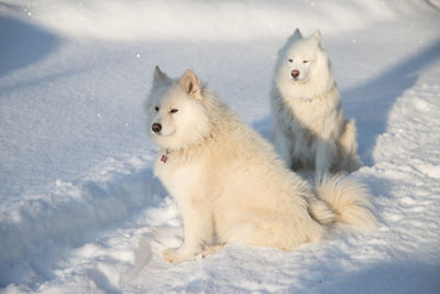 White dogs on snow covered land