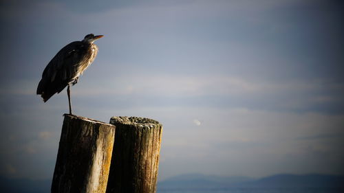 Heron bird perching on wooden post