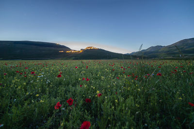 Scenic view of flowering plants on field against blue sky