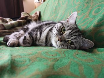 Cat lying on bed