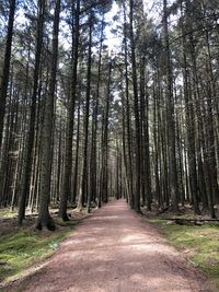 Empty road along trees in forest