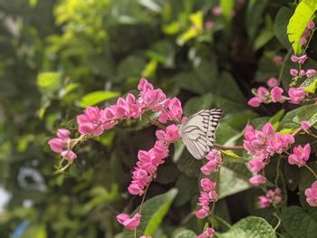 Close-up of butterfly pollinating on pink flower