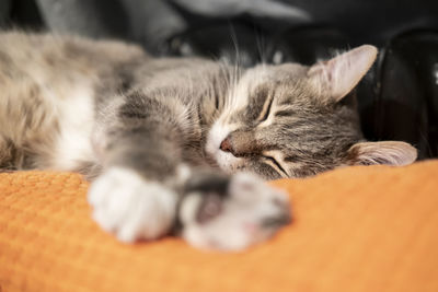 Close-up of a cat sleeping