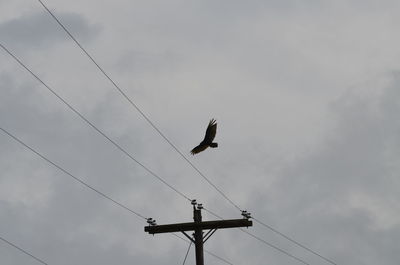 Low angle view of bird flying against sky