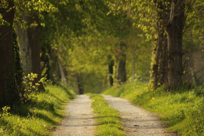 Footpath amidst trees in forest