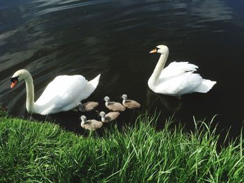 Birds in calm lake