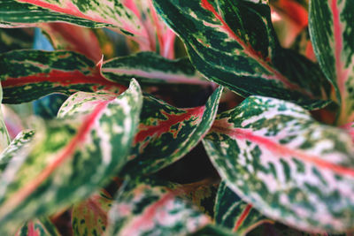 Full frame shot of leaves