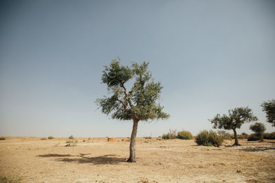 Tree on field against clear sky